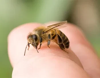 Що робити, якщо вкусила бджола, оса чи шершень?