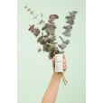 Caudalie (Кодалі) Дезодорант натуральний Евкаліпт-виноград 50г стік (45524)-thumb4